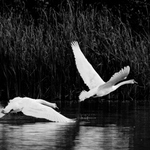 Vypadni z mýho rybníka!