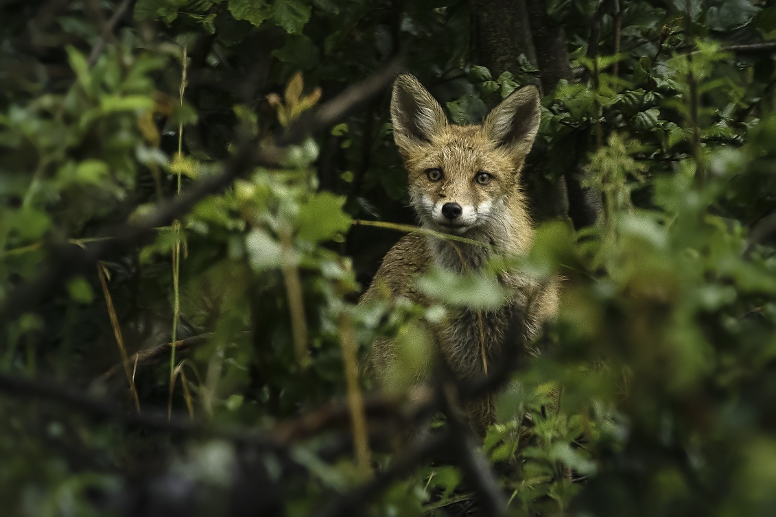Liška obecná - Vulpes vulpes
