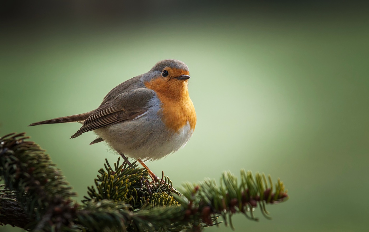 Červenka obecná - Erithacus rubecula
