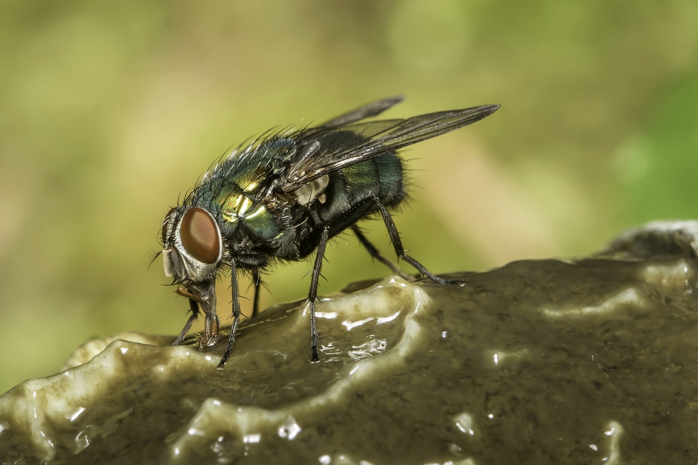Bzučivka zlatá - Lucilia caesar