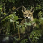 Liška obecná - Vulpes vulpes