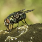 Bzučivka zlatá - Lucilia caesar