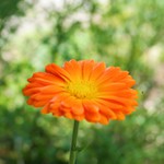 měsíček lékařský