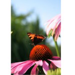 echinacea a její život