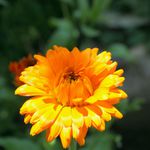 měsíček lékařský rozkétá