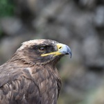 Orlel v Krkonoších