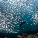 Lachtan kalifornský a hejno sardinek