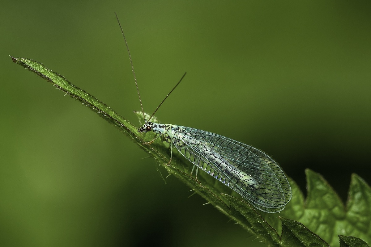Zlatoočka velká - Chrysopa flava