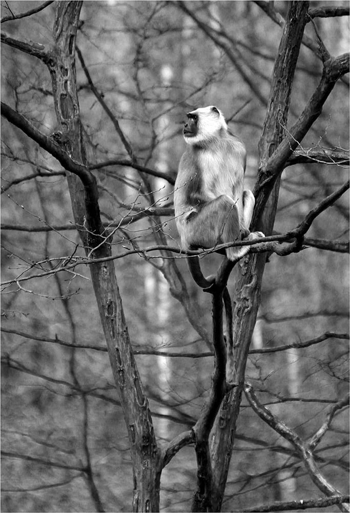 Hulman - hlavní hlídač.