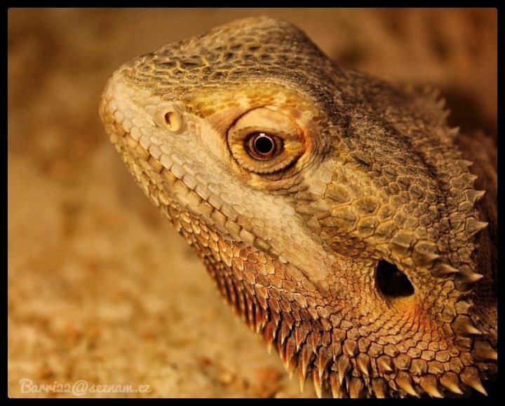 Agama Vousatá