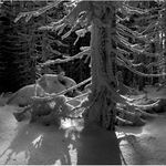 V sněhovém hábitu