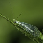 Zlatoočka velká - Chrysopa flava