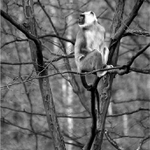 Hulman - hlavní hlídač.