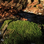 Stará kořen na břehu