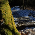 Cesta lesem