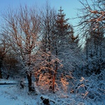 Východ slunce na kraji lesa