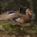 Protažení křídel