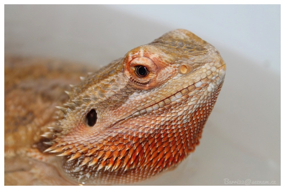 Agama Vousata 2.