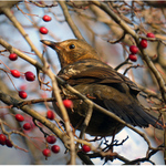 Oběd (když ještě kdysi mrzlo)