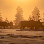 Večerná idilka v tundre