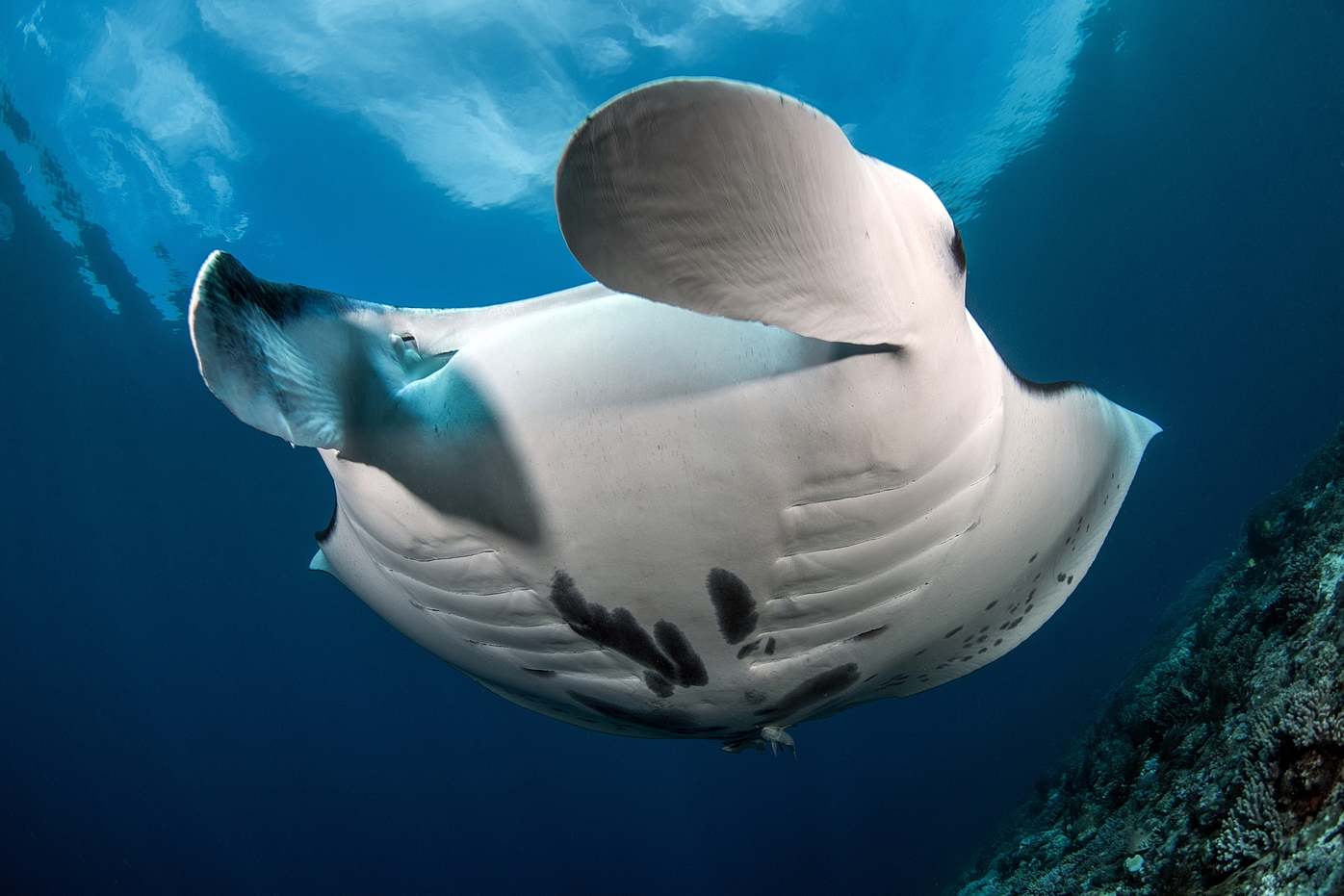 Mobula alfredi (Manta útesová)