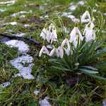 První jarní vlaštovka