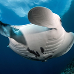 Mobula alfredi (Manta útesová)