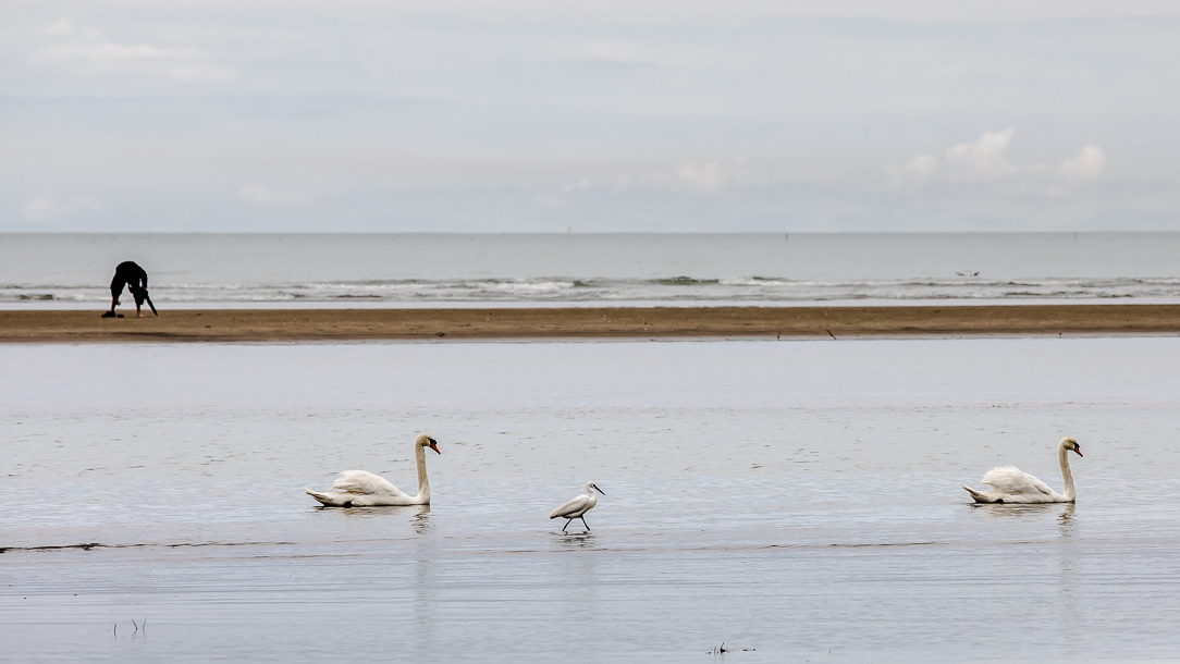 hľadači cannolicchi