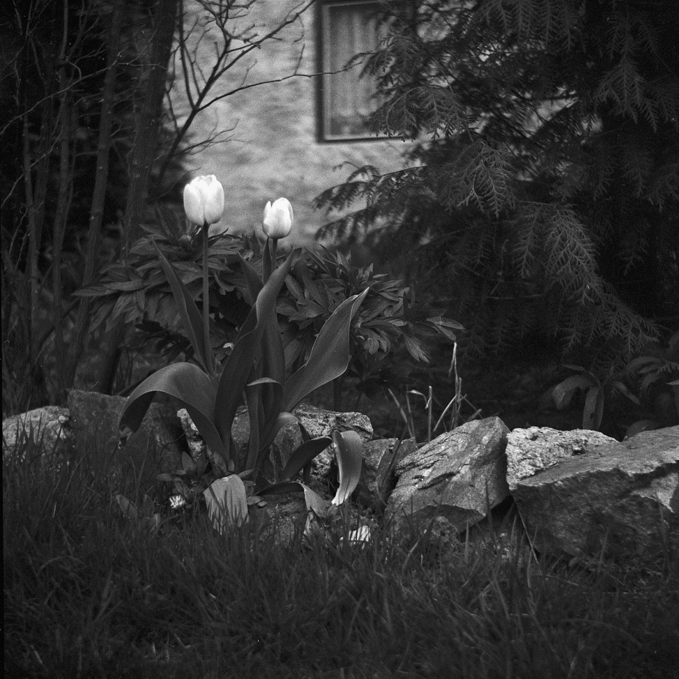 Tulipány mé sestry