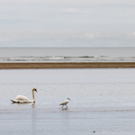 hľadači cannolicchi