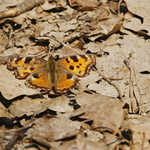 motýlí