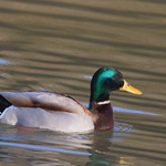 kačeří