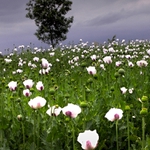 Když kvetly máky 1