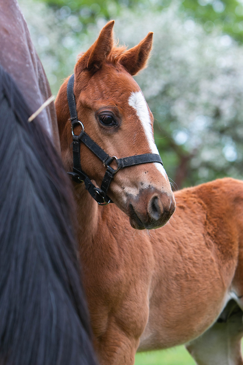Golden Fox - portrét koně