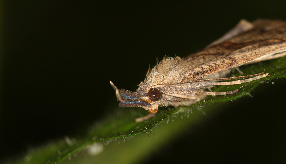 Zobonosec kopřivový