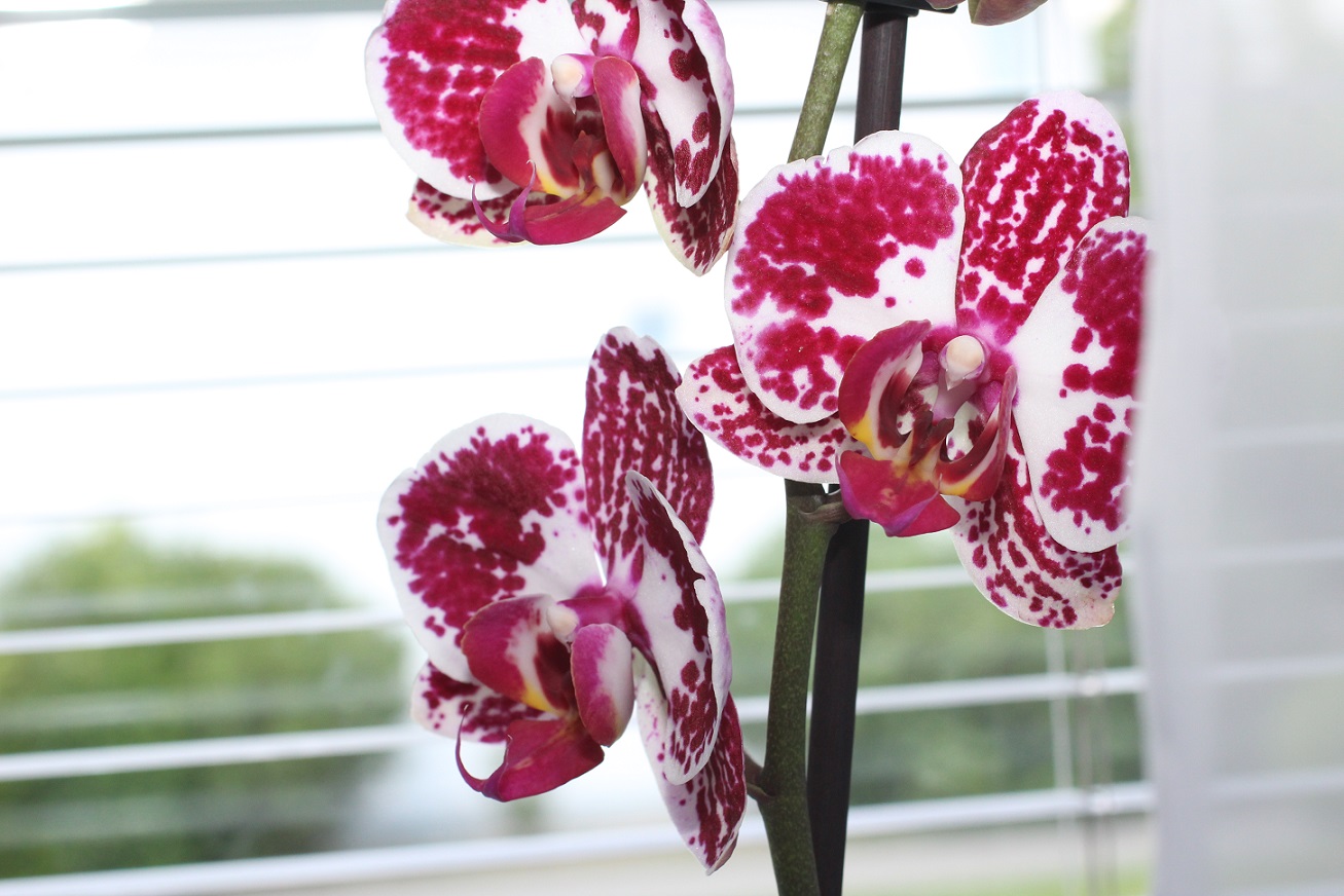 Orchidee