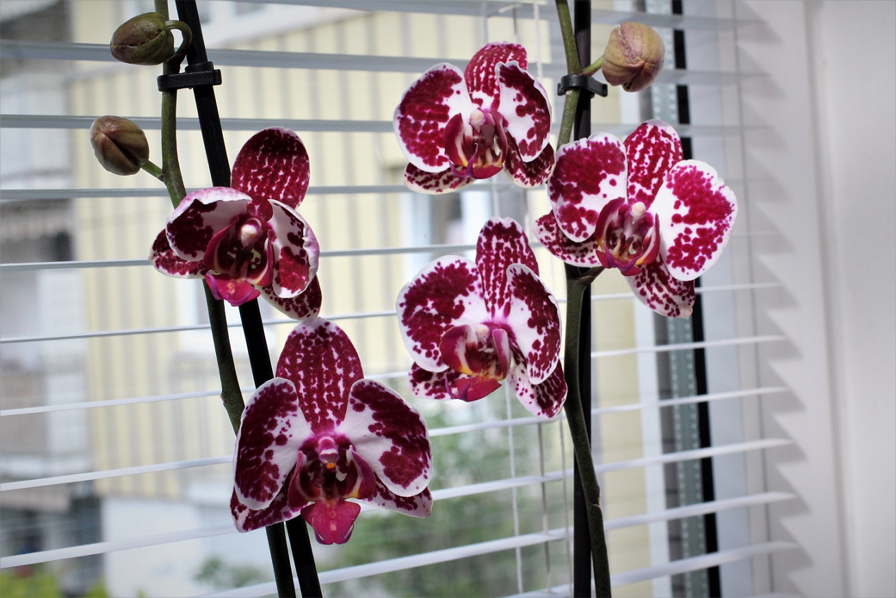 Orchidee