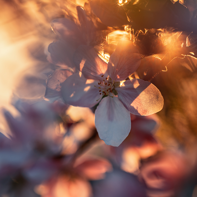 Jablečná předdžusovka