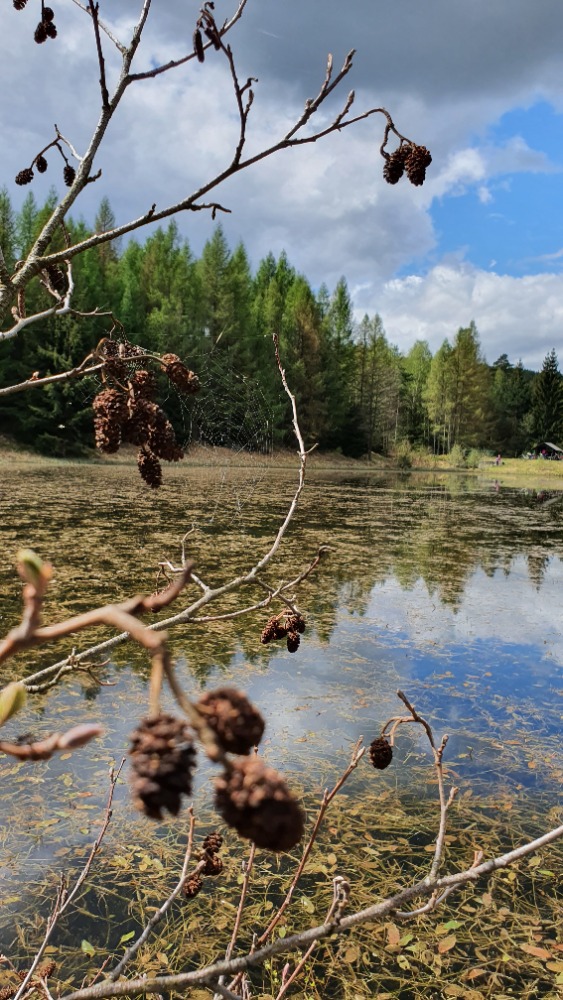 Pavucinka