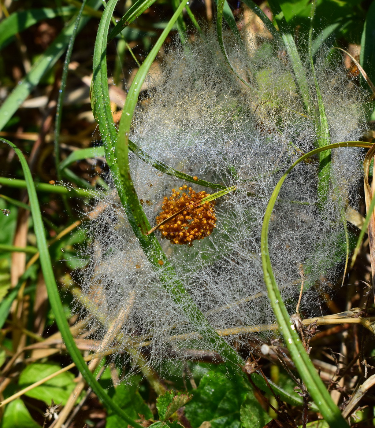 Spiders' nest