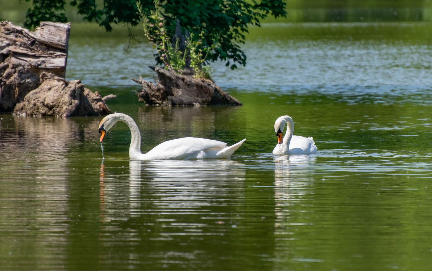 Manželé na obědě
