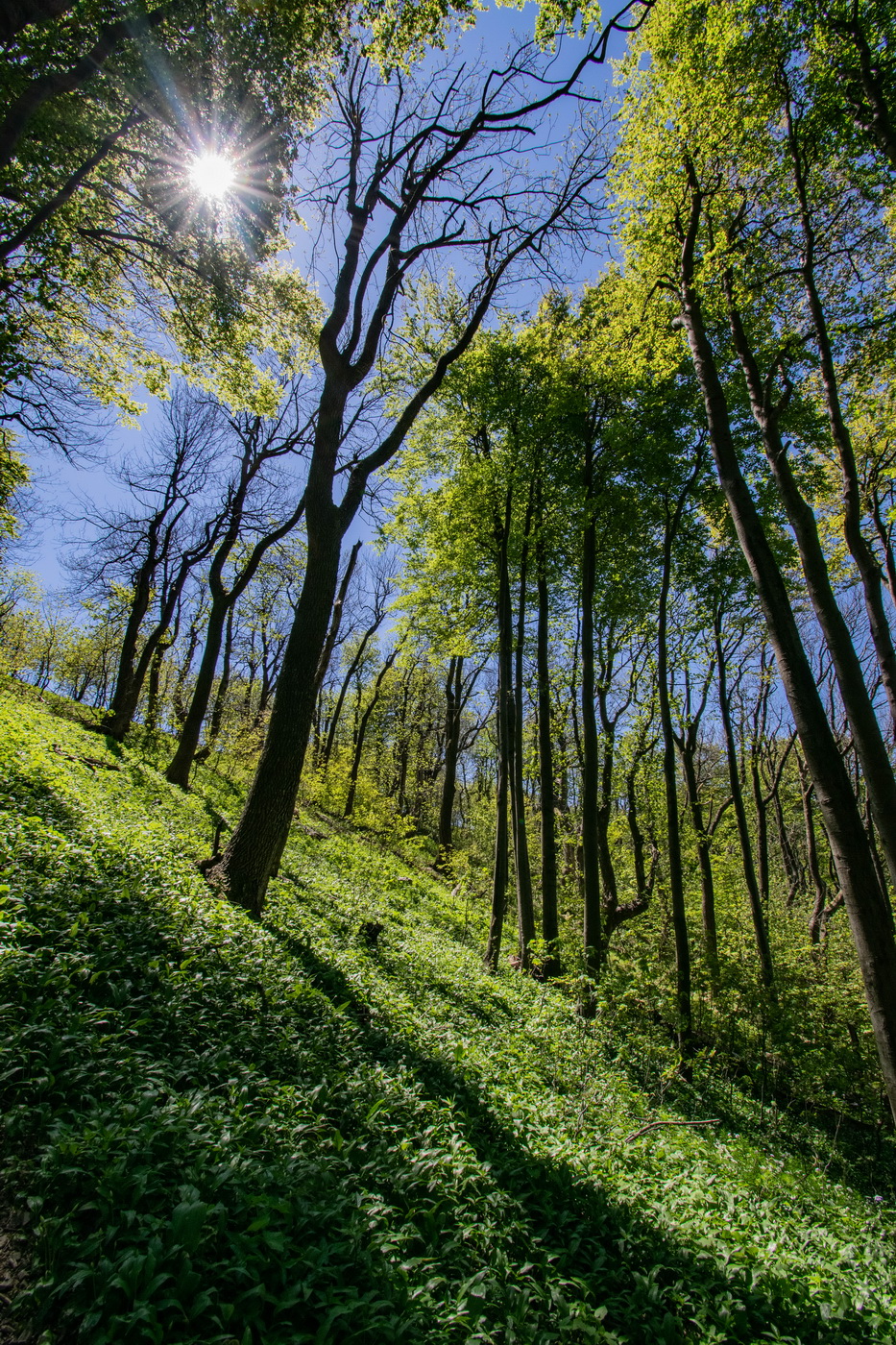 Velká Javořina - prales