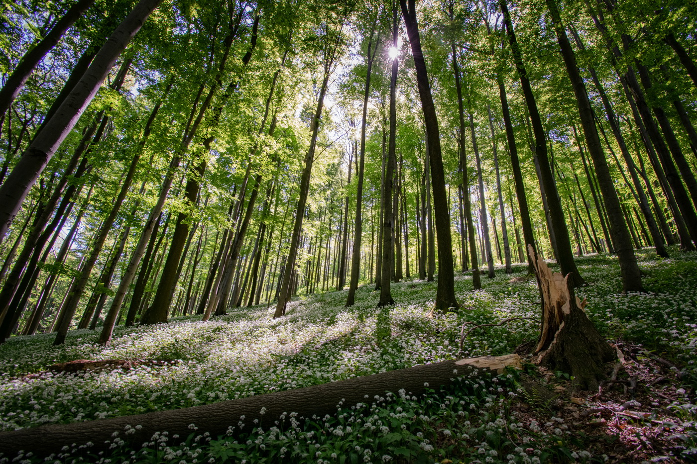Velká Javořina - medvědí česnek