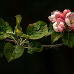 Idared