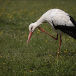 Tu poslední žábu jsem neměl žrát