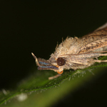 Zobonosec kopřivový