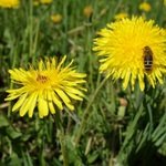 Včelka na pampelišce