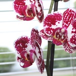 Orchidee