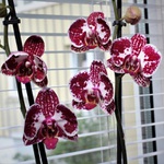Orchidee