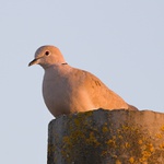 hrdliččin zval ku lásce hlas